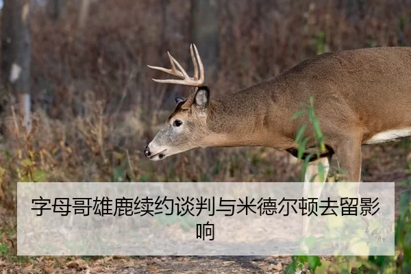 字母哥雄鹿续约谈判与米德尔顿去留影响
